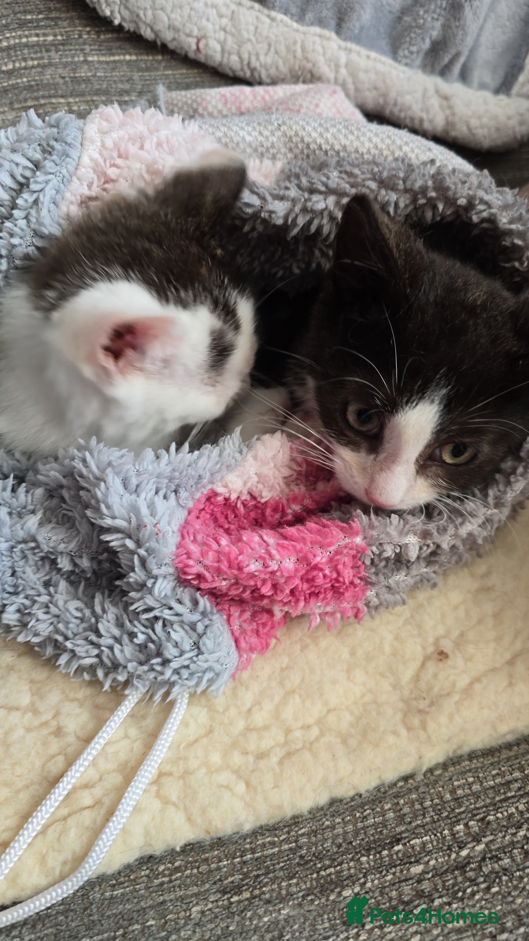 Mixed Breed cats for sale: Two beautiful boys  - Image 2