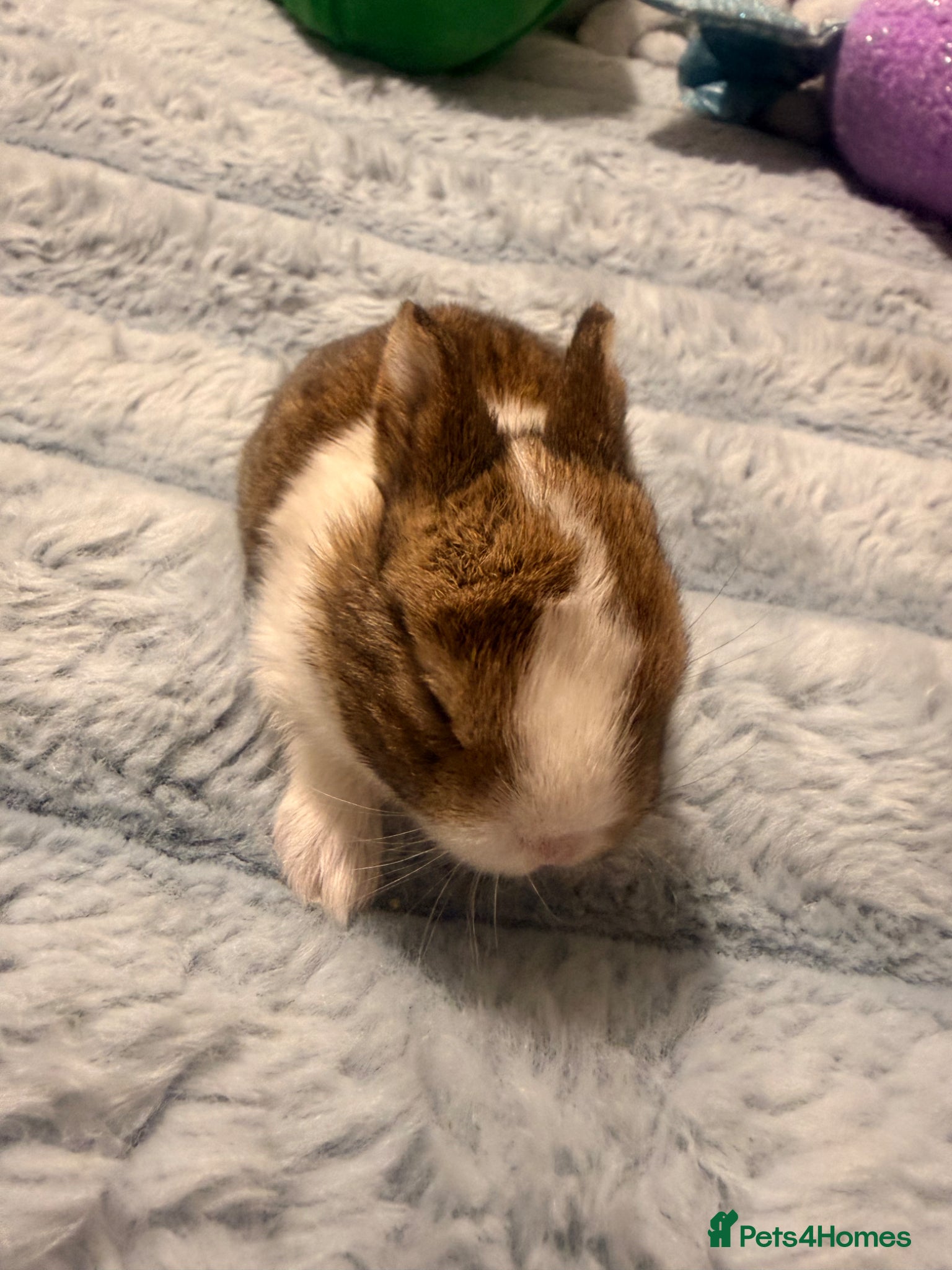 Mixed Breed rabbits for sale: Bunnies for sale - Advert 8