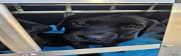 Labrador Retriever dogs for sale: Ready this Sunday 30/8- last black boy - Advert 9