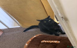 Bombay cats for sale: Two 5 year old male house cats  - Image 2