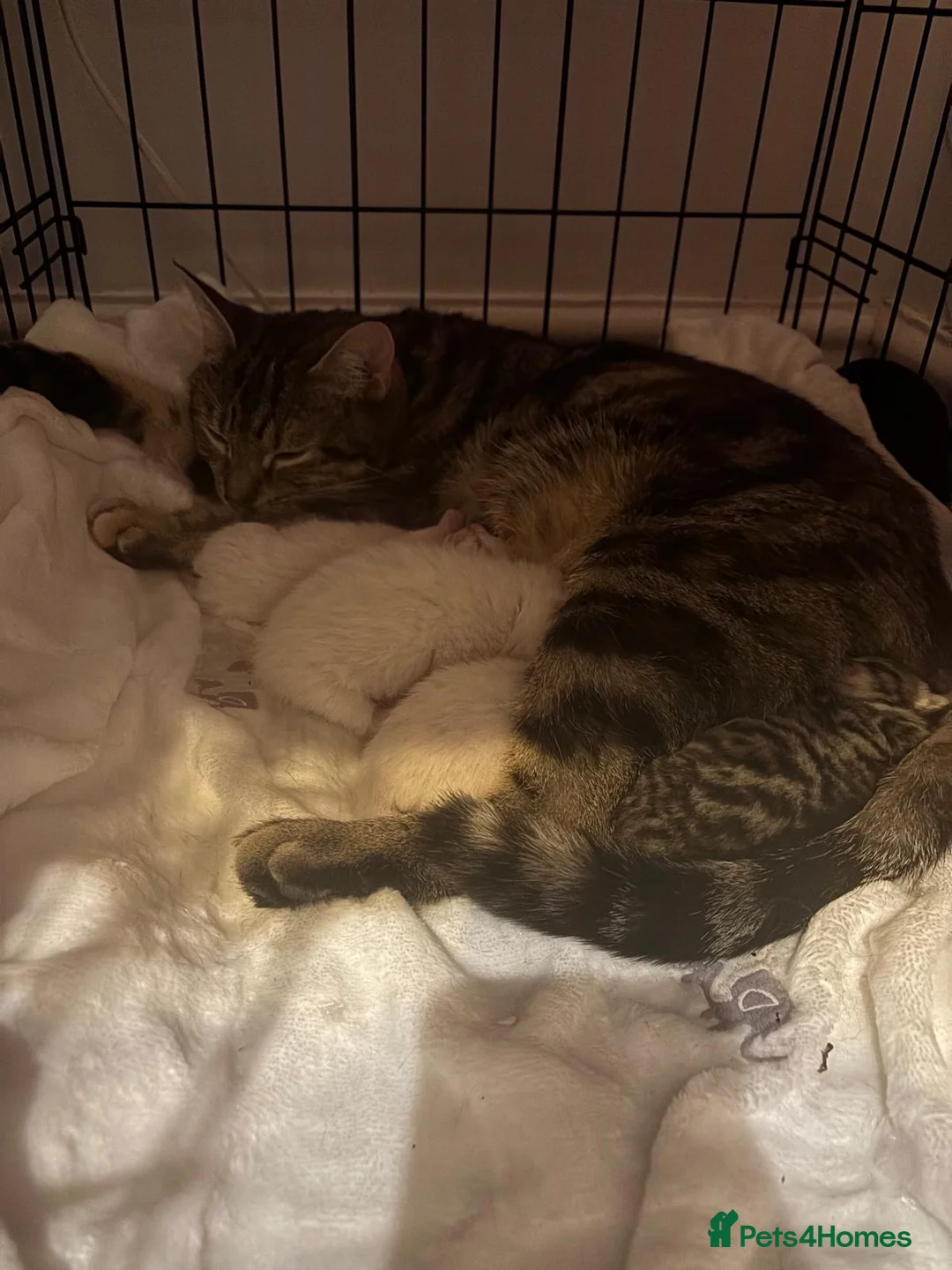 Mixed Breed cats for sale: Beautiful playful kittens in Chester - Advert 2