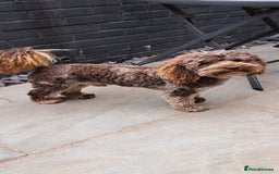 Cockapoo dogs for stud: cockapoo for stud merle DNA health tested, proven  in Bristol - Image 2