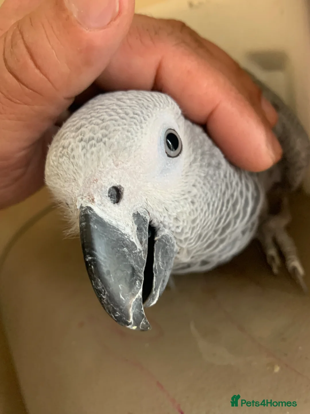 Parrots birds for sale: Super tame baby Congo African grey  - Advert 2