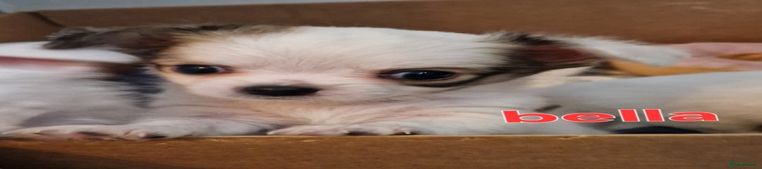 Chihuahua Puppy 1