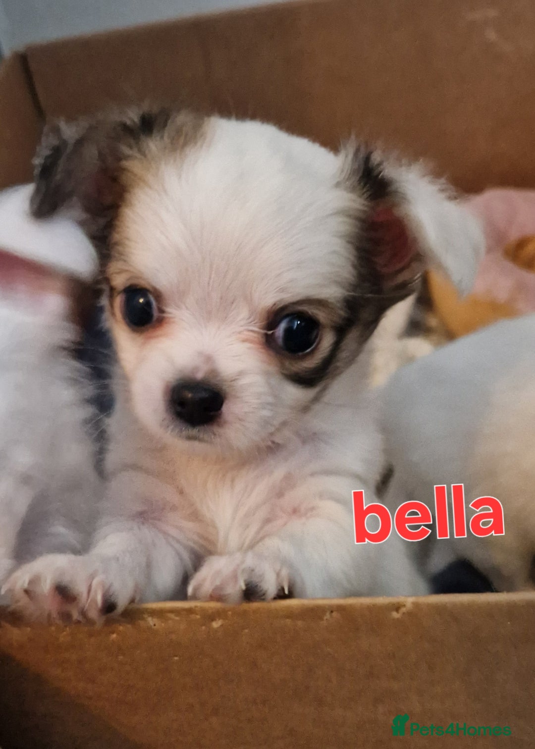 Chihuahua dogs for sale: Chihuahuas puppy's   - Image 4