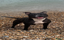 Mixed Breed dogs for sale: American bull staffs available in October  - Image 8