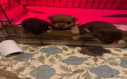 Chorkie dogs for sale: Chorkies - Advert 5