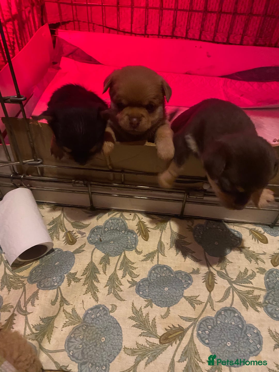 Chorkie dogs for sale: Chorkies - Advert 5