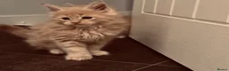 Maine Coon cats for sale: Beautiful Maine Coon kittens for sale. Two boys.🦁 - Advert 8