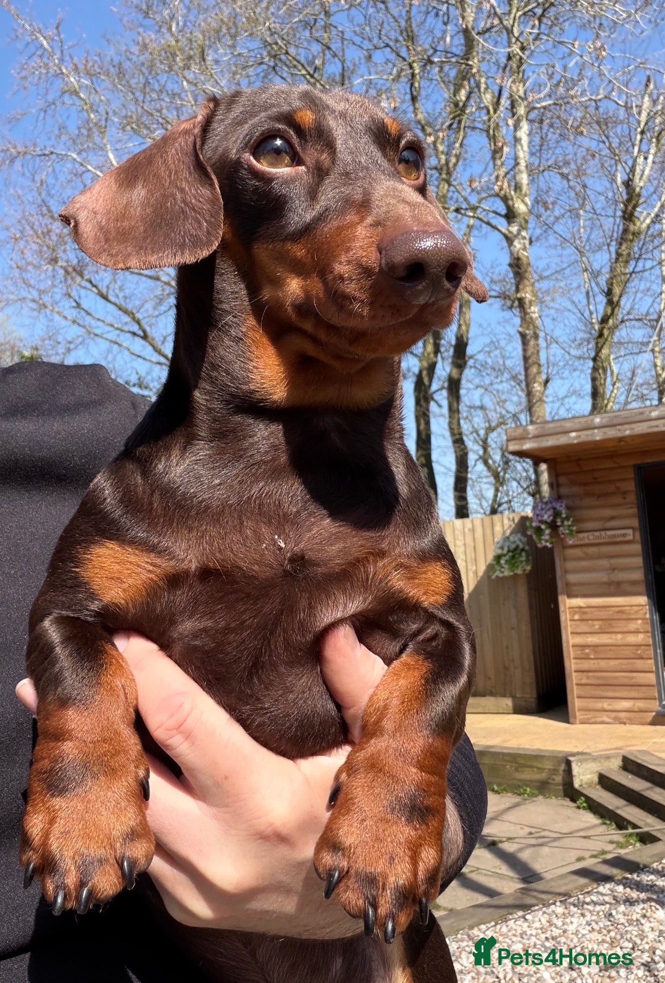 Miniature Dachshund dogs Meet Ronnie, the one year old cuddly MiniDachshund - Advert 2