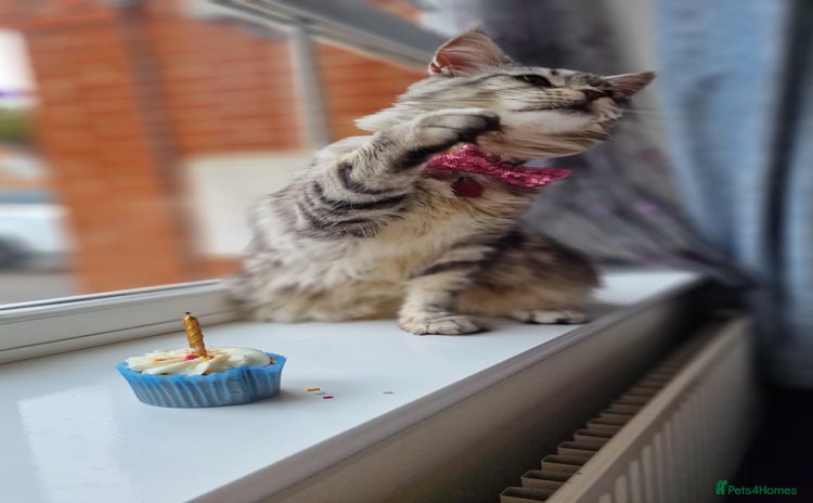 Maine Coon cats - Advert 14