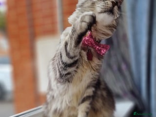 Maine Coon cats - Advert 28