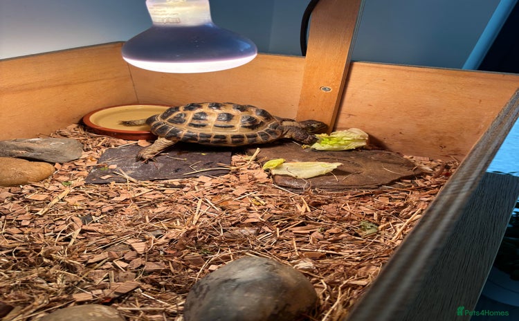 Hermann Tortoise reptiles - Advert 3