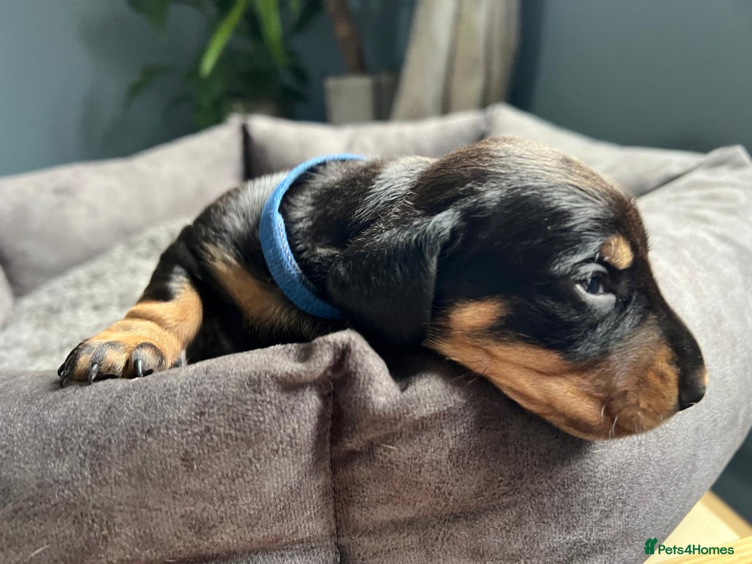 Miniature Dachshund dogs for sale: Miniature dachshund mix priced  - Image 16