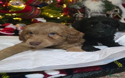 Cockapoo dogs for sale: Cockapoo puppies  - Advert 1