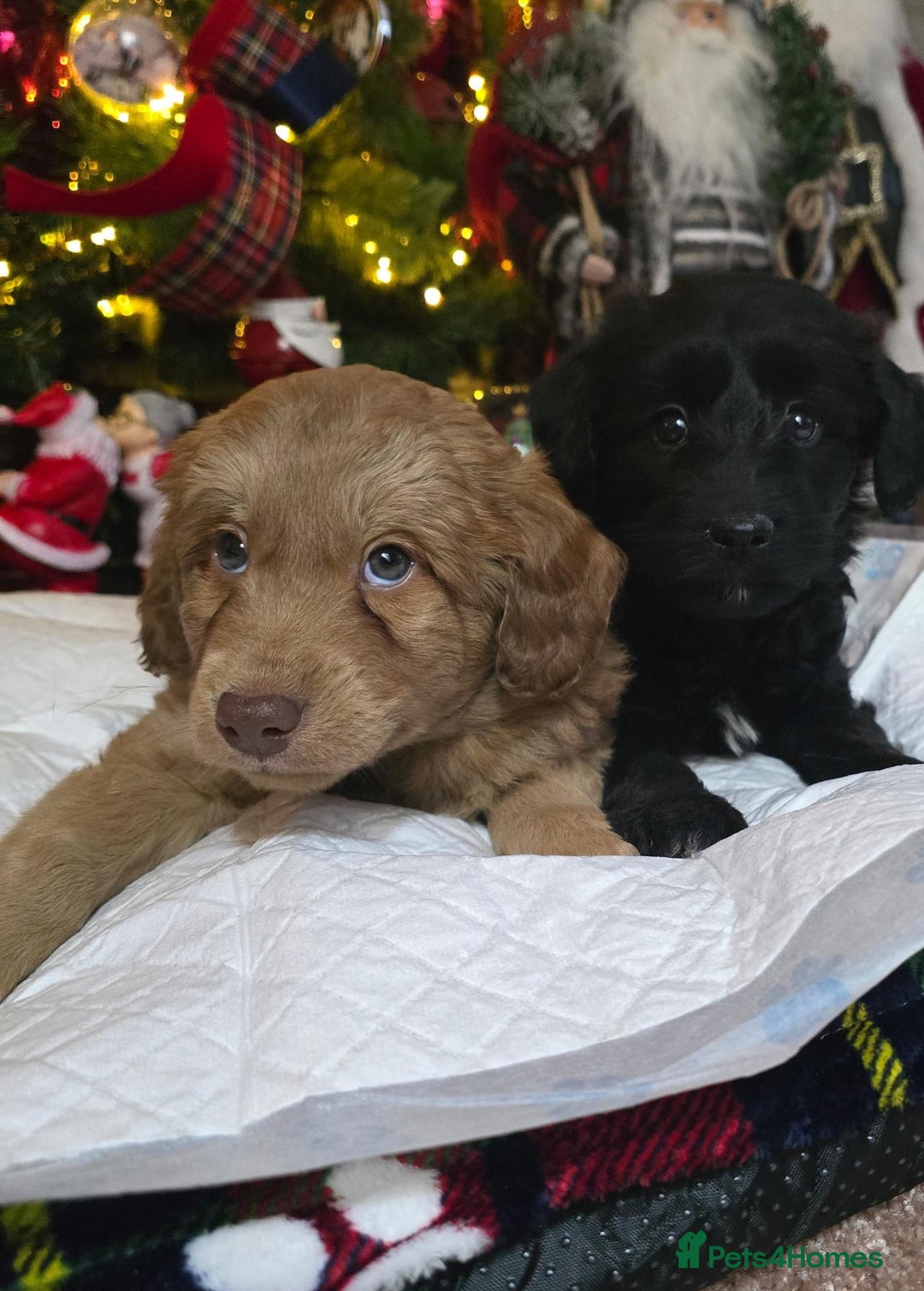 Cockapoo dogs for sale: Cockapoo puppies  - Advert 1