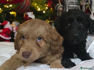 Cockapoo dogs Cockapoo puppies - Advert 1