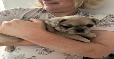 Frug dogs - Advert 14