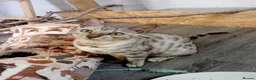 Bengal cats for sale: Beautiful silver female kit - Advert 1