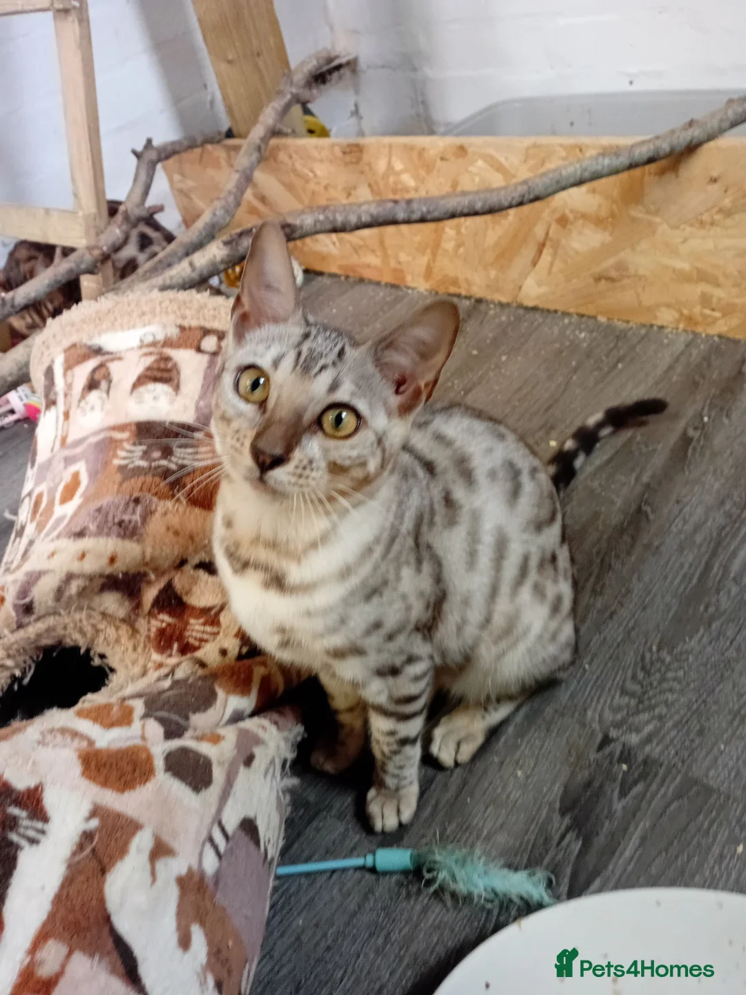 Bengal cats for sale: Beautiful silver female kit - Advert 1