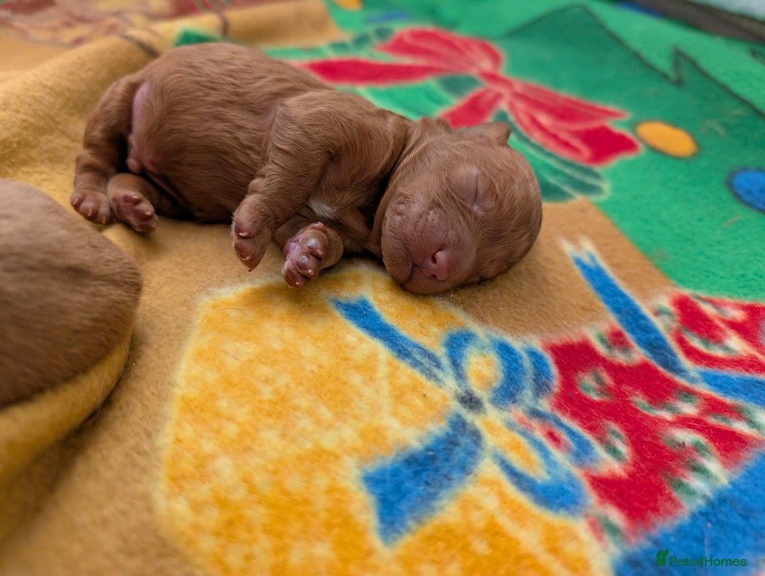 Cavapoo dogs for sale: F1B Deep Fox Red Puppies - Advert 22