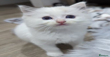 Ragdoll cats - Advert 2