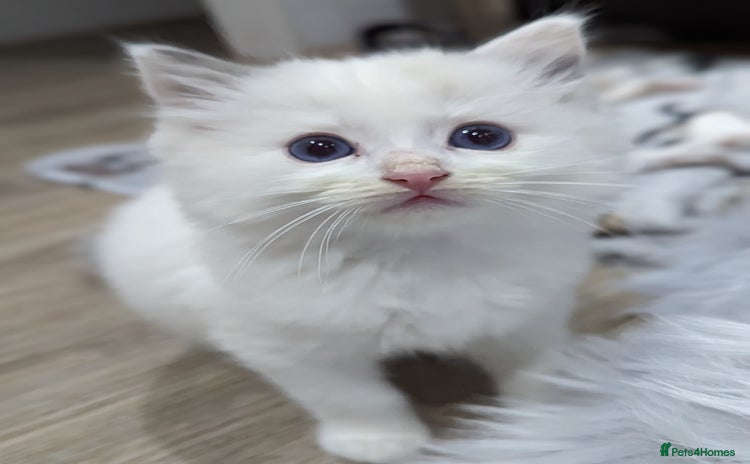 Ragdoll cats - Advert 14
