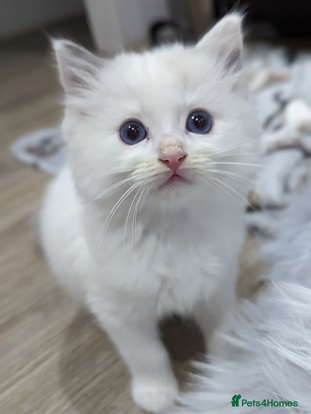 Ragdoll cats for sale: Gorgeous Ragdoll kittens  - Image 11