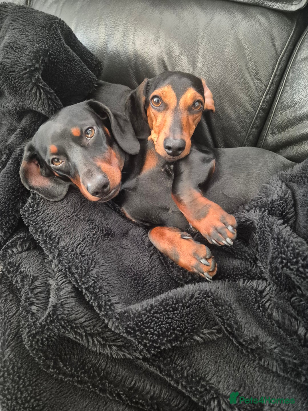 Miniature Dachshund dogs for sale: Beautiful Black & Tan Miniature Dachund Puppies - Advert 4