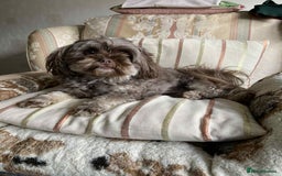 Shihpoo dogs for sale: 2 beautiful girl Shi poo puppies  - Advert 1