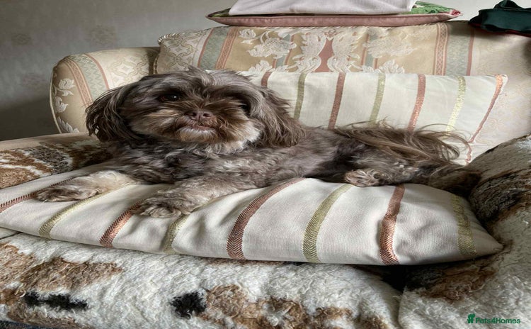 Shihpoo dogs 2 beautiful girl Shi poo puppies  - Advert 1