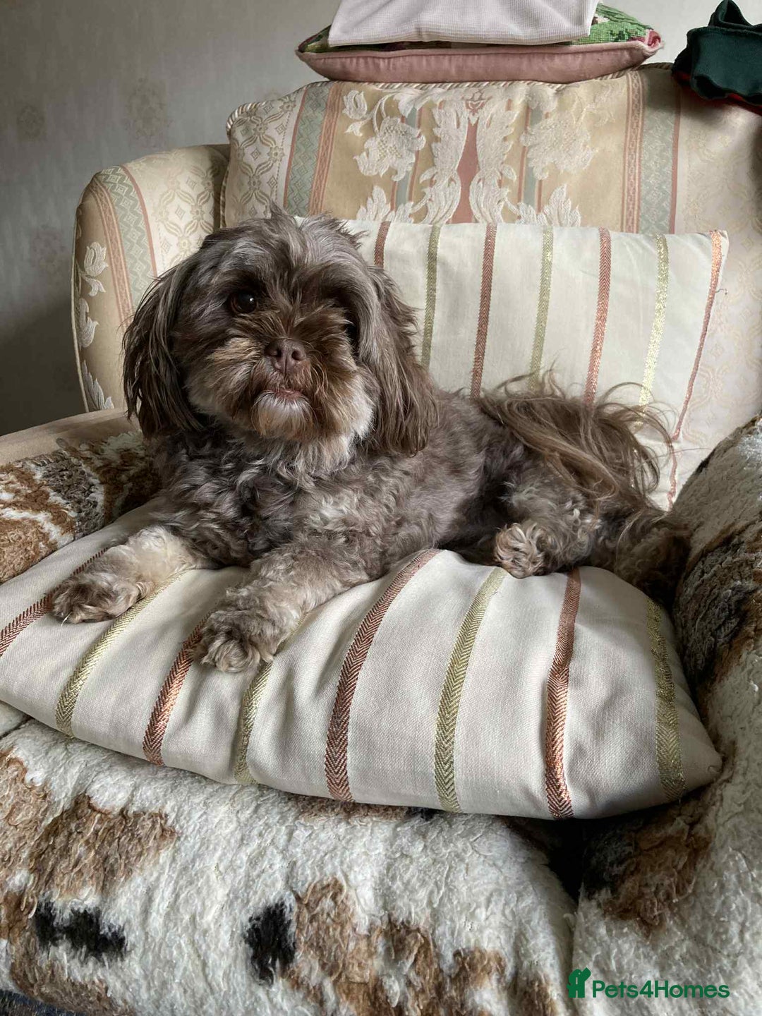 Shihpoo dogs for sale: 2 beautiful girl Shi poo puppies  - Advert 1