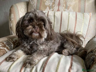 Shihpoo dogs 2 beautiful girl Shi poo puppies - Advert 1