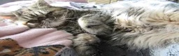 Exotic cats for sale: Beautiful Exotic female kittens Ready Now - Advert 21