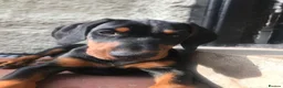 Dobermann dogs for sale: Mr Blue- A truly Free Range Doberman - Advert 4