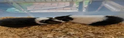 Guinea Pig rodents for sale: A pair of baby Teddy boys  - Advert 3
