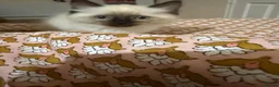 Ragdoll cats for sale: Purebred Ragdoll Kittens Seeking Loving Homes in Rotherham - Advert 3