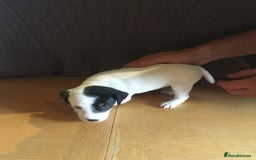 Parson Russell dogs for sale: 1st Amazing Litter - Image 7