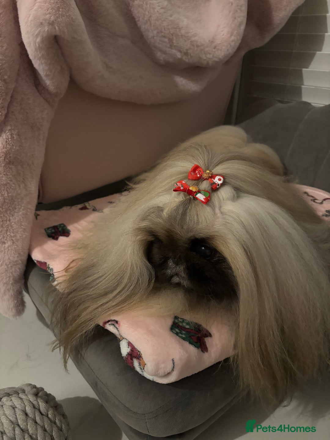 Pekingese dogs for stud: Kc registered Pekingese for stud duties in Truro - Advert 1