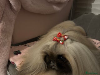 Pekingese dogs Kc registered Pekingese for stud duties in Truro - Advert 2