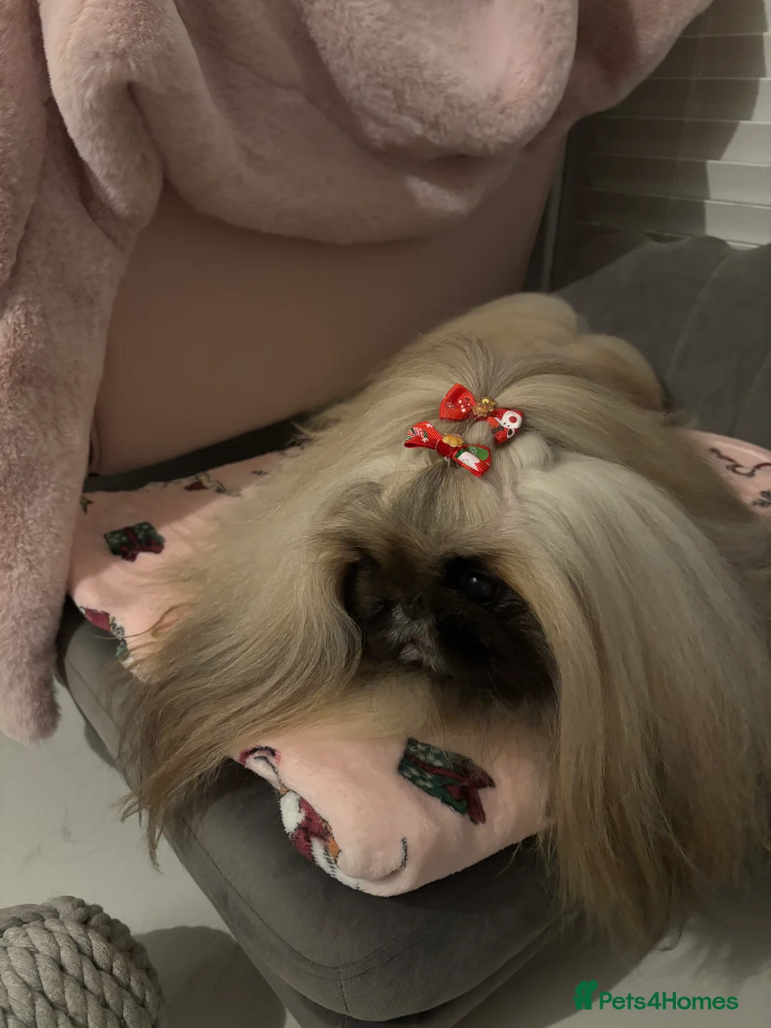 Pekingese dogs for stud: Kc registered Pekingese for stud duties in Truro - Advert 2