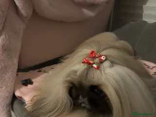 Pekingese dogs Kc registered Pekingese for stud duties in Truro - Advert 9