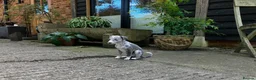 Whippet dogs for sale: Whippet puppies  - Advert 6