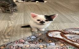 Mixed Breed cats for sale: Mixed breed kittens  - Image 21