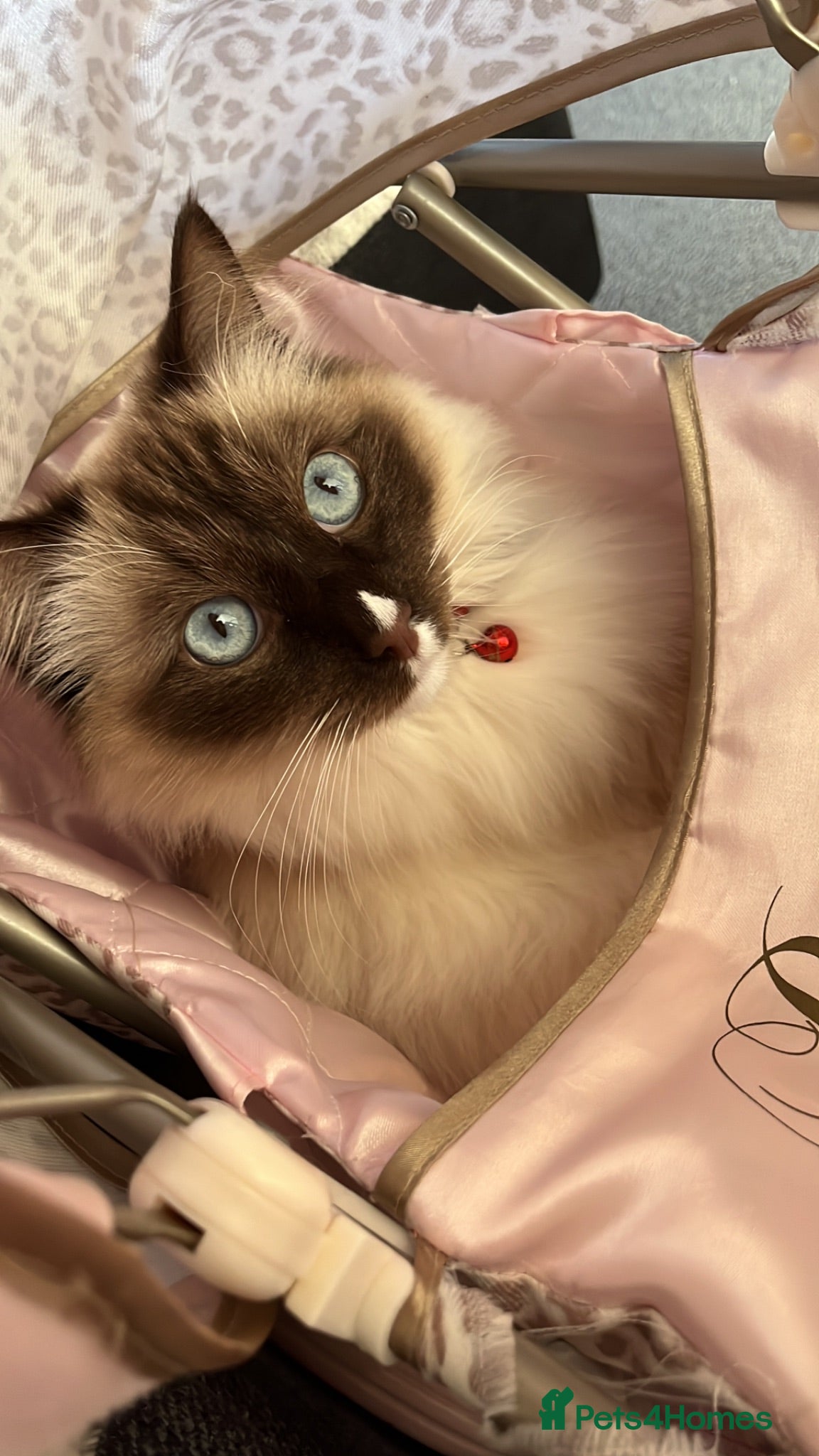 Ragdoll cats Ragdoll - Advert 1