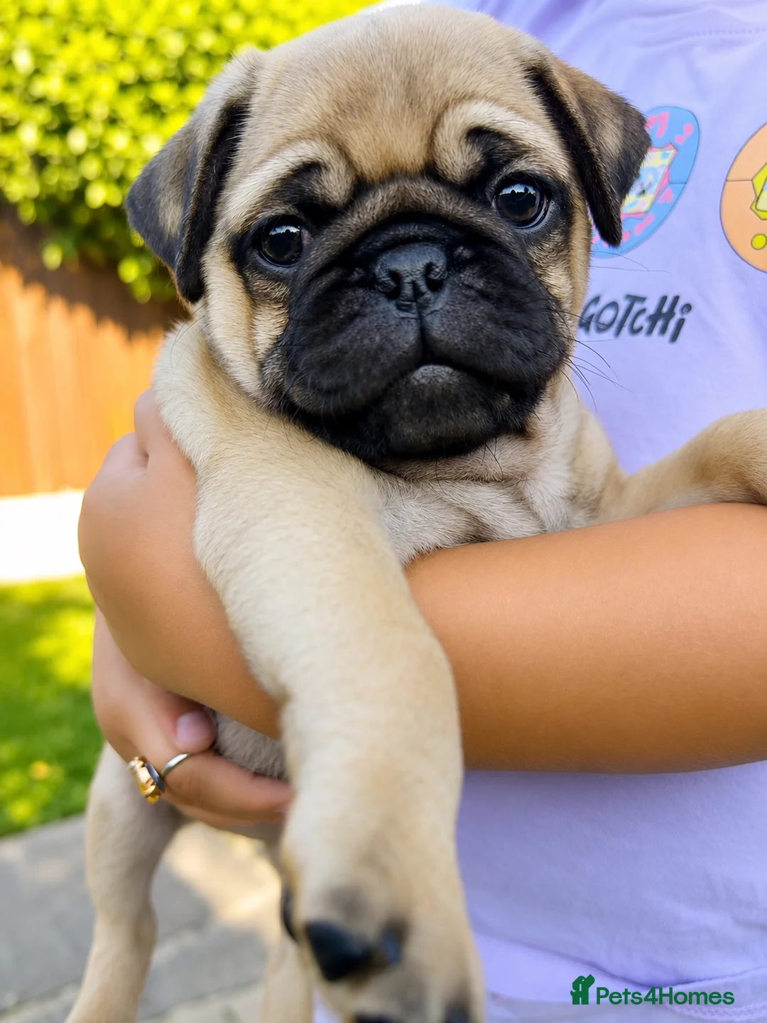 Pug Puppies for sale in Sidcup, Kent | Pets4Homes
