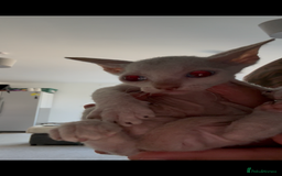 Sphynx cats for sale: Sphynx Kittens ready to go now! - Image 17