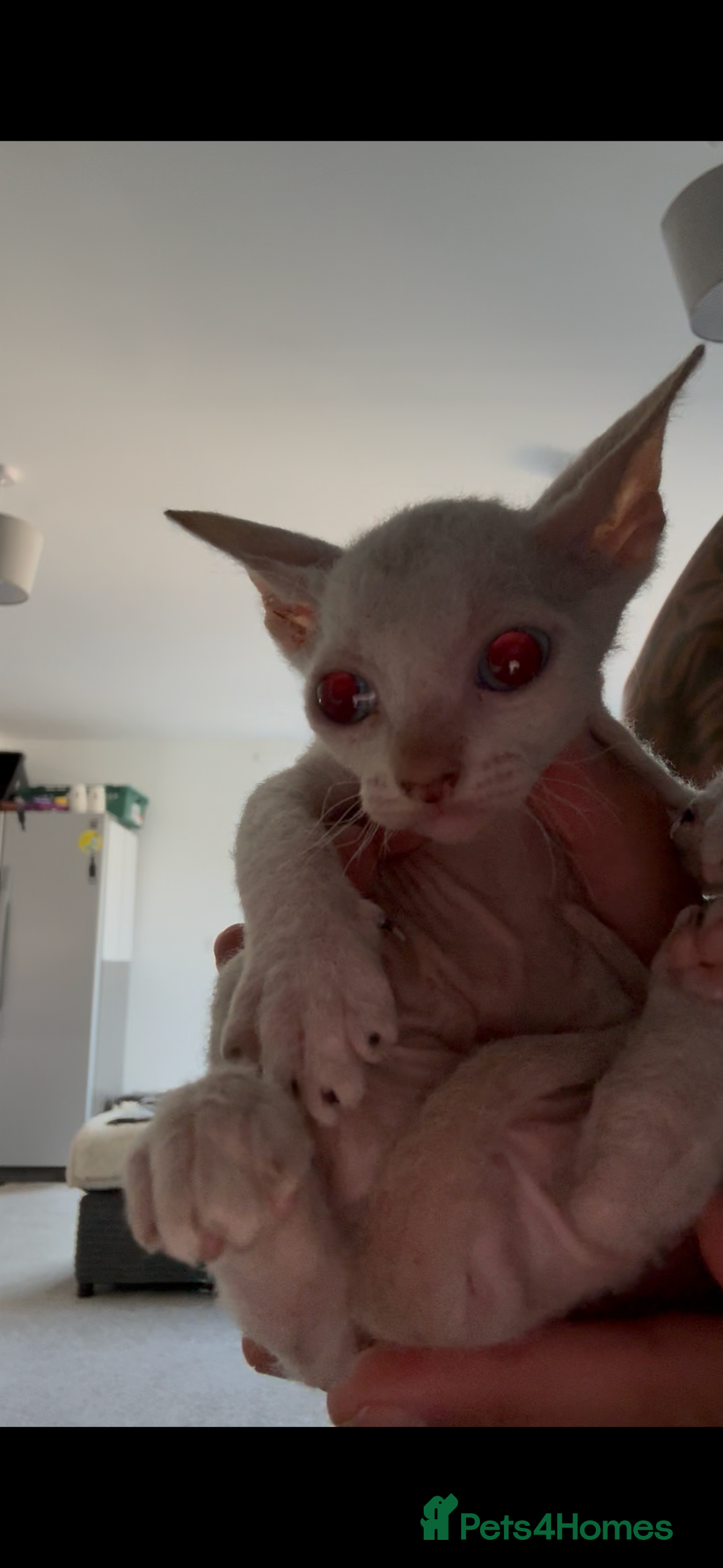 Sphynx cats for sale: Sphynx Kittens ready to go now! - Image 17