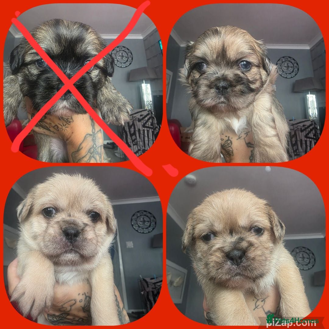 Mixed Breed dogs French Bull Tzu. 5 weeks old  - Advert 2
