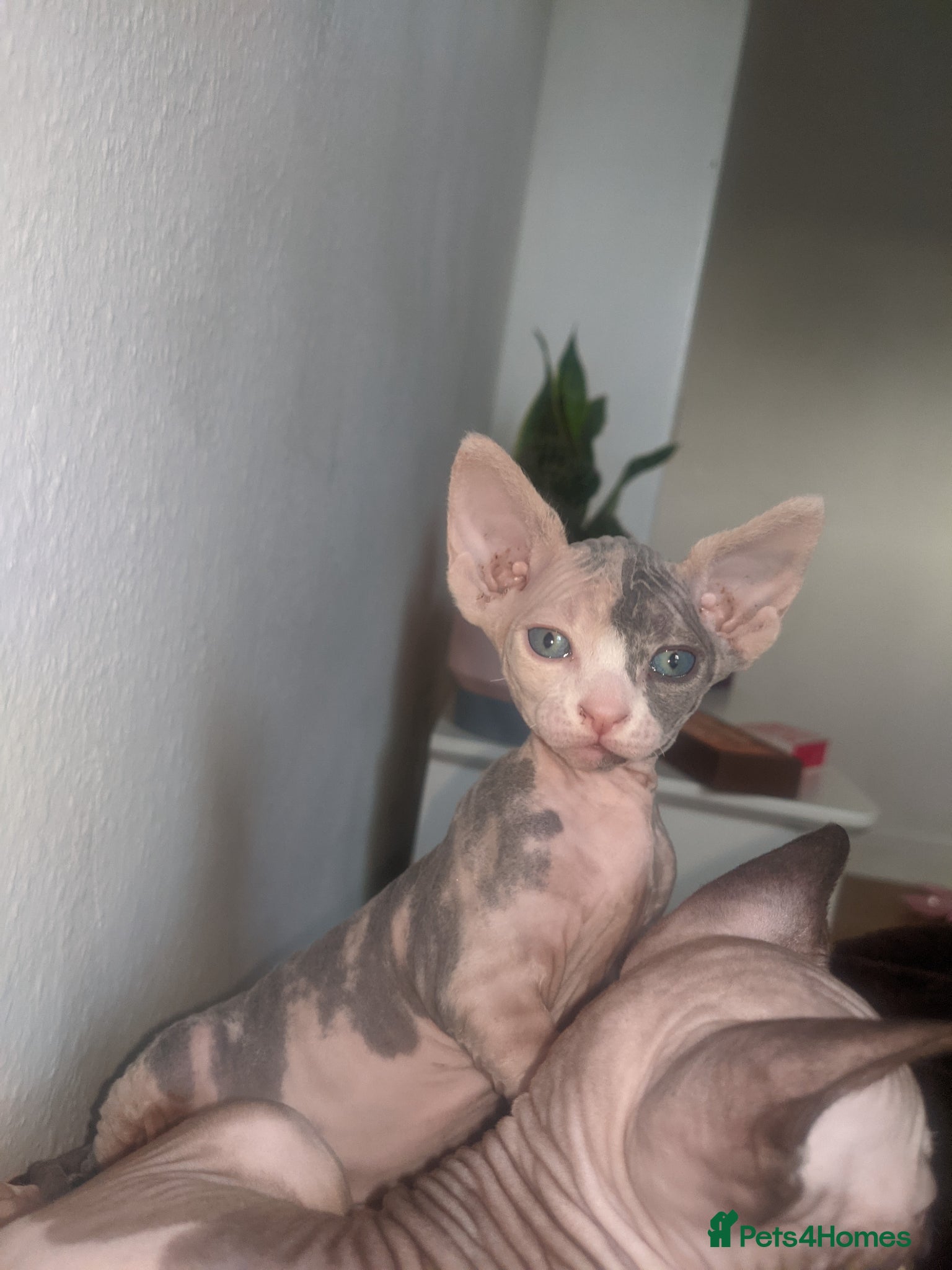 Sphynx cats for sale: Super beautiful Sphynx kittens  - Advert 1